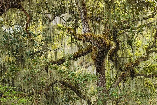 Jones, Adam 아티스트의 Live oak trees draped in Spanish moss-Polk County-Florida작품입니다.